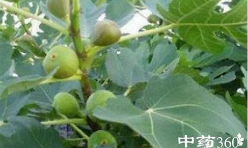 无花果叶治疗白癜风的方法是什么检查指标吗