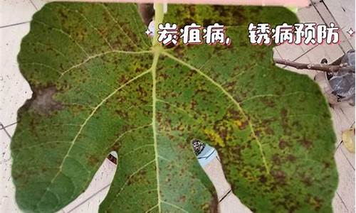 无花果叶治疗白斑实例贴吧_无花果叶子治疗白癜风的原理